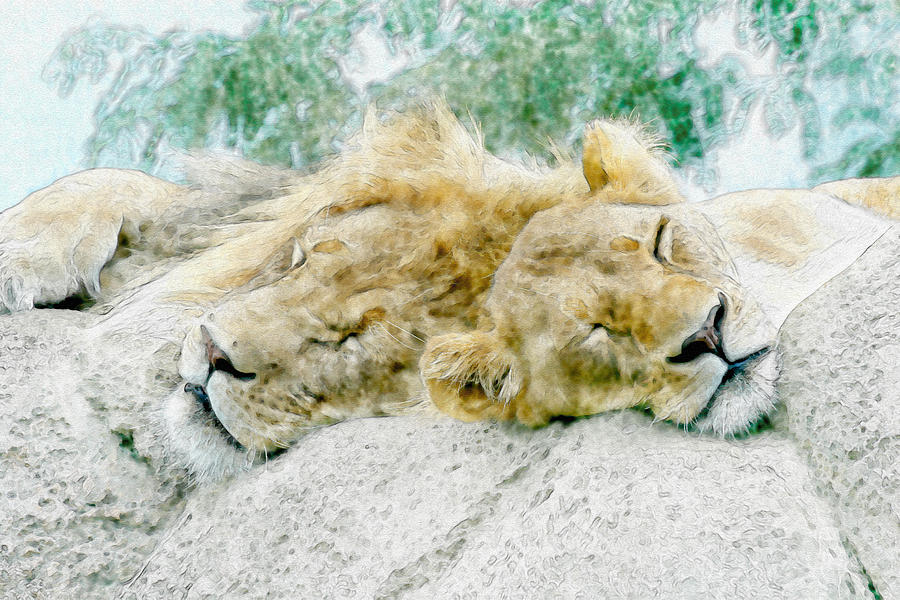 Sleeping Lions Photograph by David Stasiak