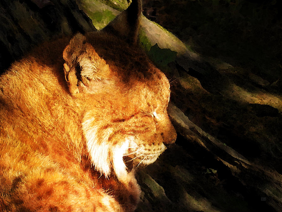 Cat Photograph - Sleeping Lynx  by Menega Sabidussi