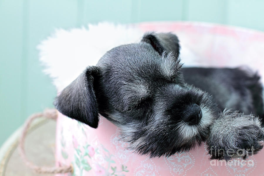 Sleeping Mini Schnauzer Photograph by Stephanie Frey