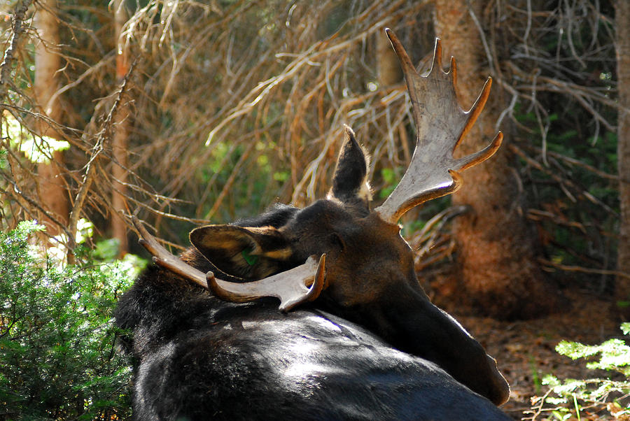 Sleeping Moose Photograph by Tracy Smith Sleeping Moose Photograph by Tracy Smith