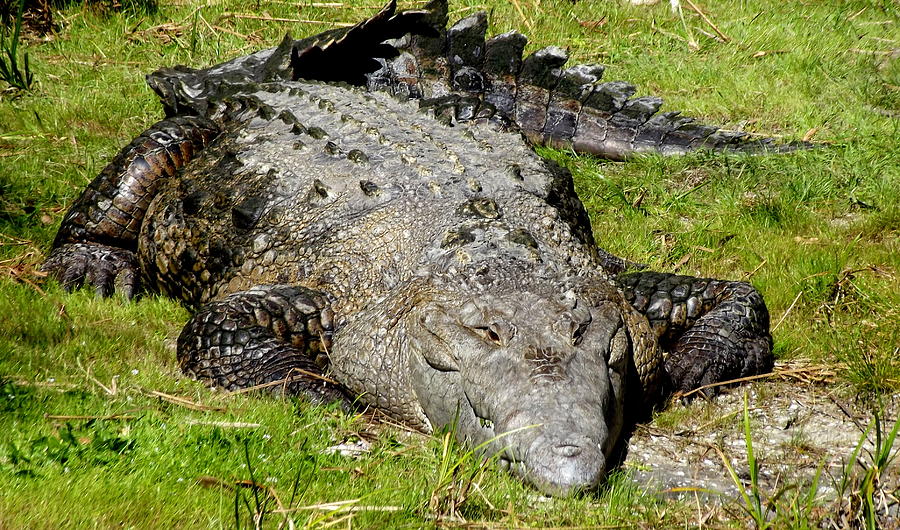 Alligator Photograph - Sleeping - NOT by Linda Rae Cuthbertson