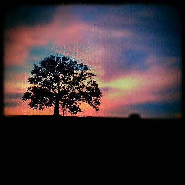 Sunset Photograph - Sleeping Oak by Kristen Lyles
