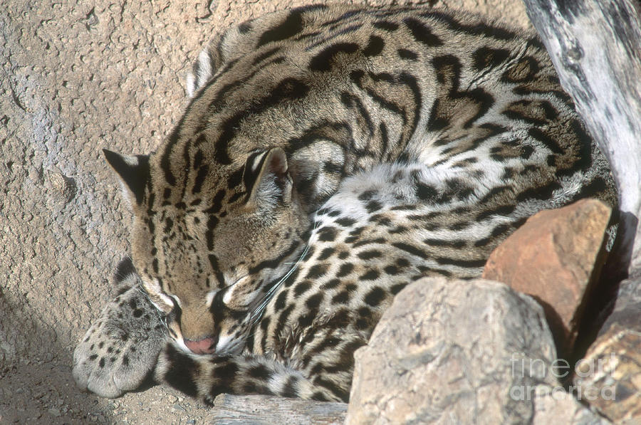Sleeping Ocelot Photograph by William H. Mullins