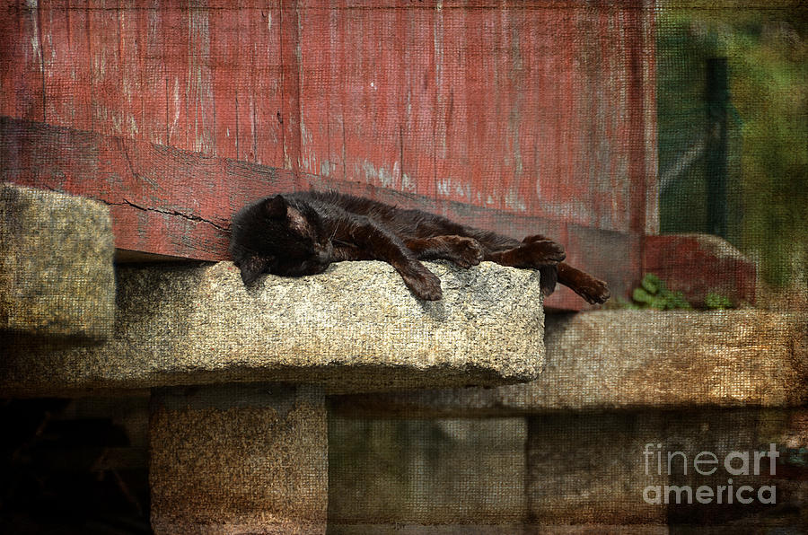 Sleeping on the horreo Photograph by RicardMN Photography