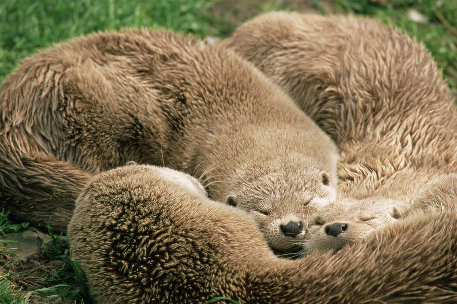 Sleeping Otters Photograph by Duncan Shaw/science Photo Library