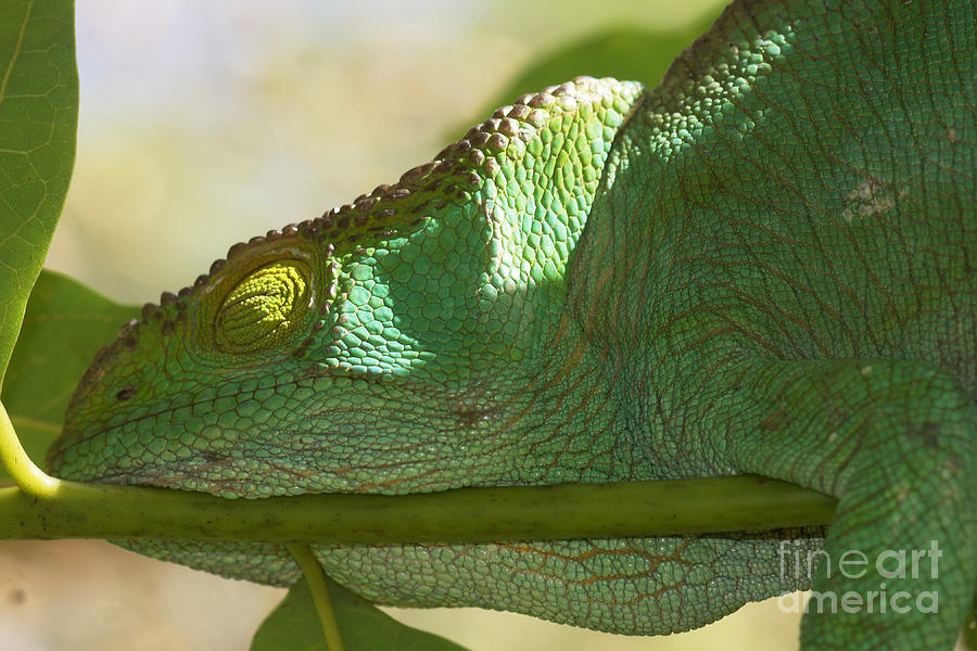 sleeping Parsons chameleon from Madagascar 13 Photograph by Rudi Prott