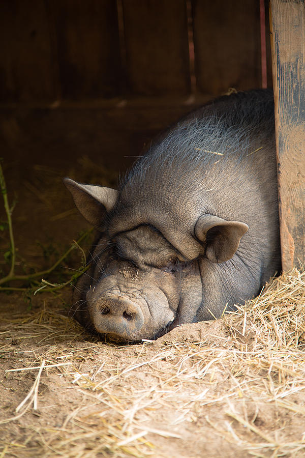 Sleeping Pig Photograph by Christy Cox Fine Art America