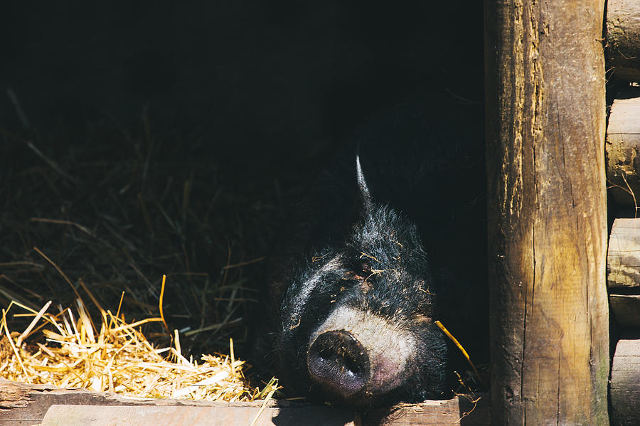Nature Photograph - Sleeping Potbelly Pig by Pati Photography
