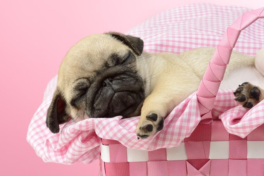 Sleeping Pug In Pink Basket Photograph by MGL Meiklejohn Graphics Licensing