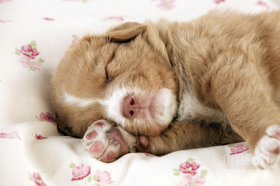 Sleeping Puppy Dog Photograph by John Daniels