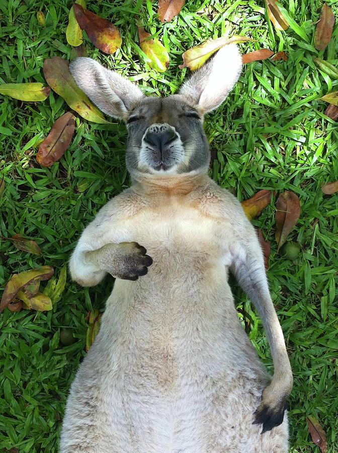 Sleeping Roo Photograph by Mb Photography