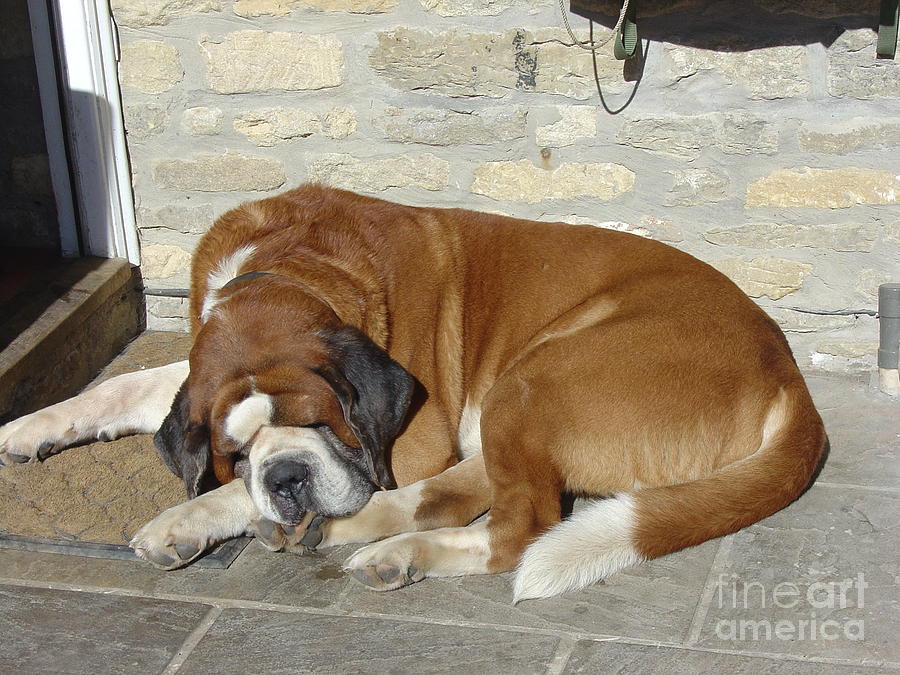 Sleeping Saint Bernard Photograph by Ross Sharp Fine Art America