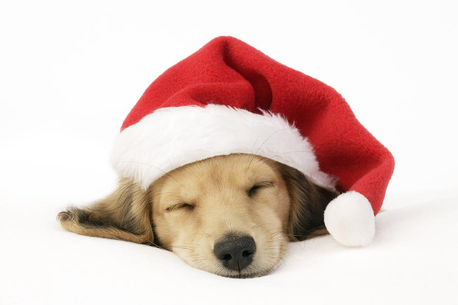 Sleeping Santa Puppy Photograph by MGL Meiklejohn Graphics Licensing ...