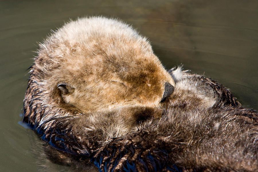 Sleeping Sea Otter Photograph by Richard Hansen - Fine Art America