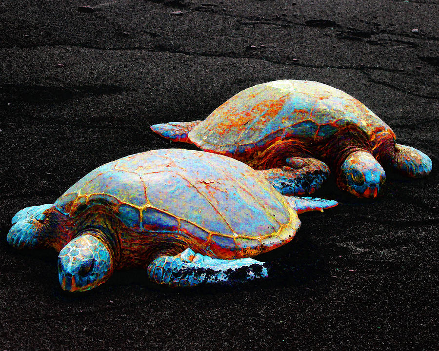 Sleeping Sea Turtles Photograph by Timothy Bulone