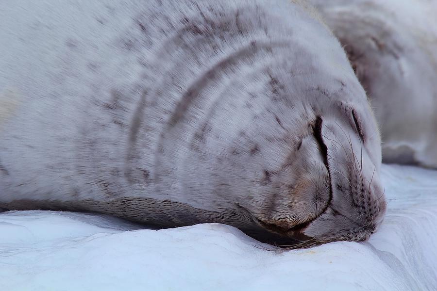 Nature Photograph - Sleeping Seal by FireFlux Studios