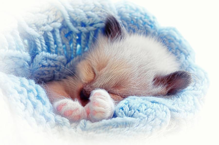 Sleeping Siamese Kitten Photograph by Tracie Schiebel