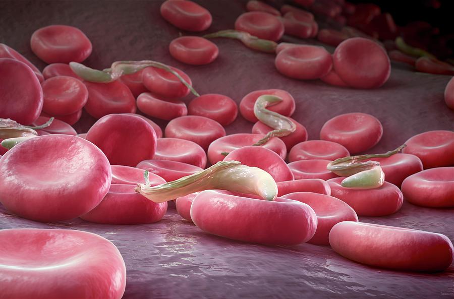 Sleeping Sickness Parasites Photograph By Science Photo Library