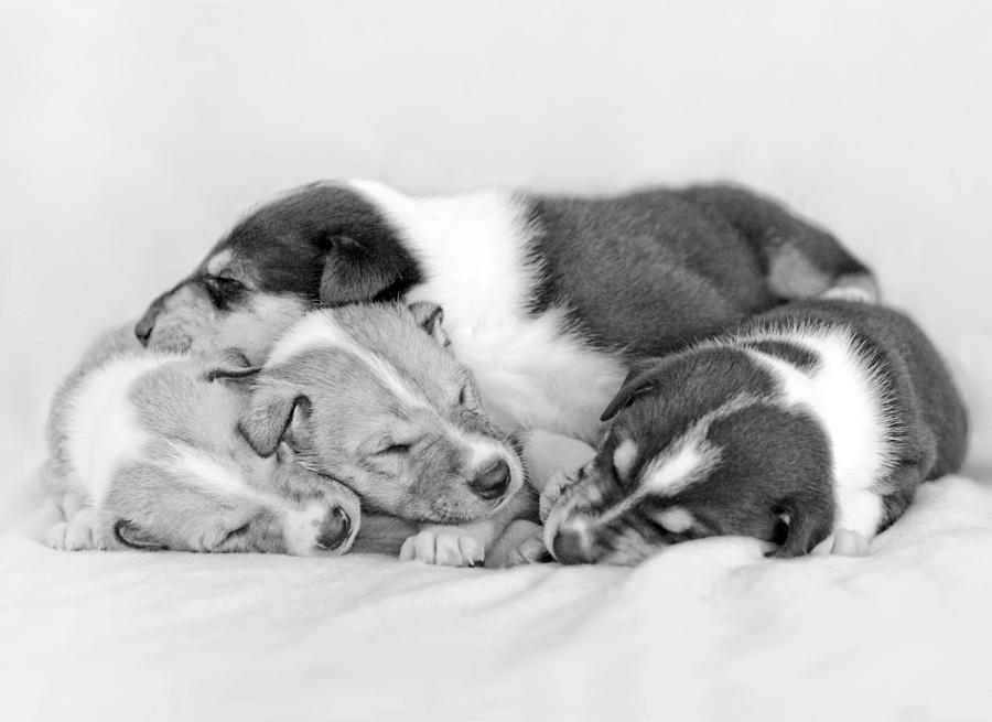 Sleeping Smooth collie puppies  Photograph by Martin Capek