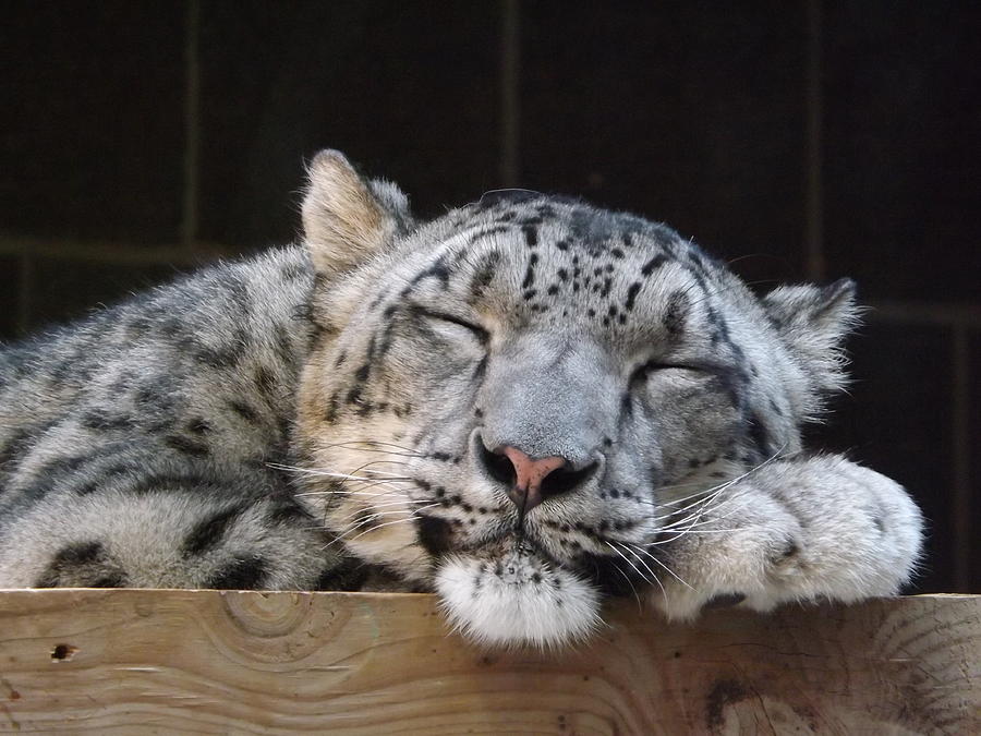 Sleeping Snow Leopard Photograph by Caryl J Bohn
