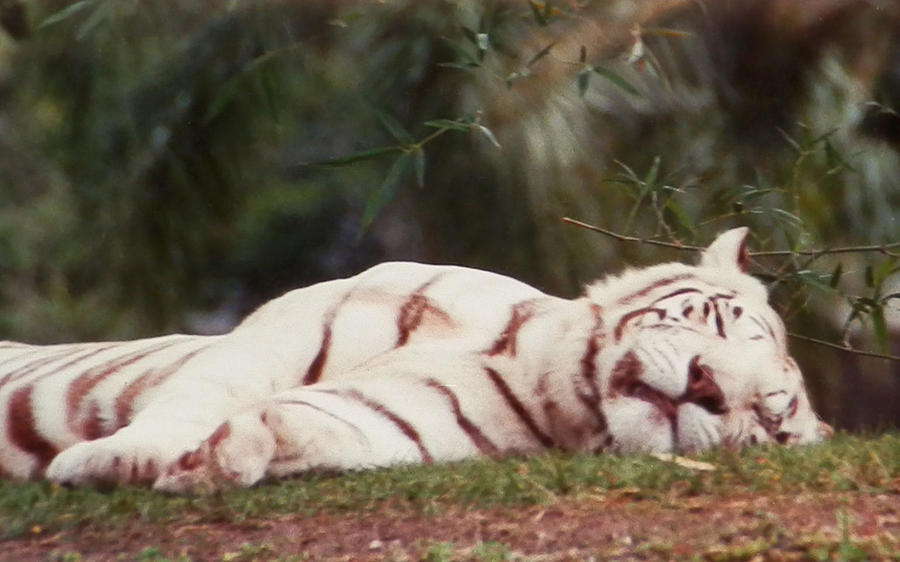 Sleeping White Snow Tiger Photograph by Belinda Lee
