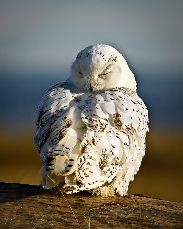 Sleeping Snowy Owl Photograph by Steve McKinzie