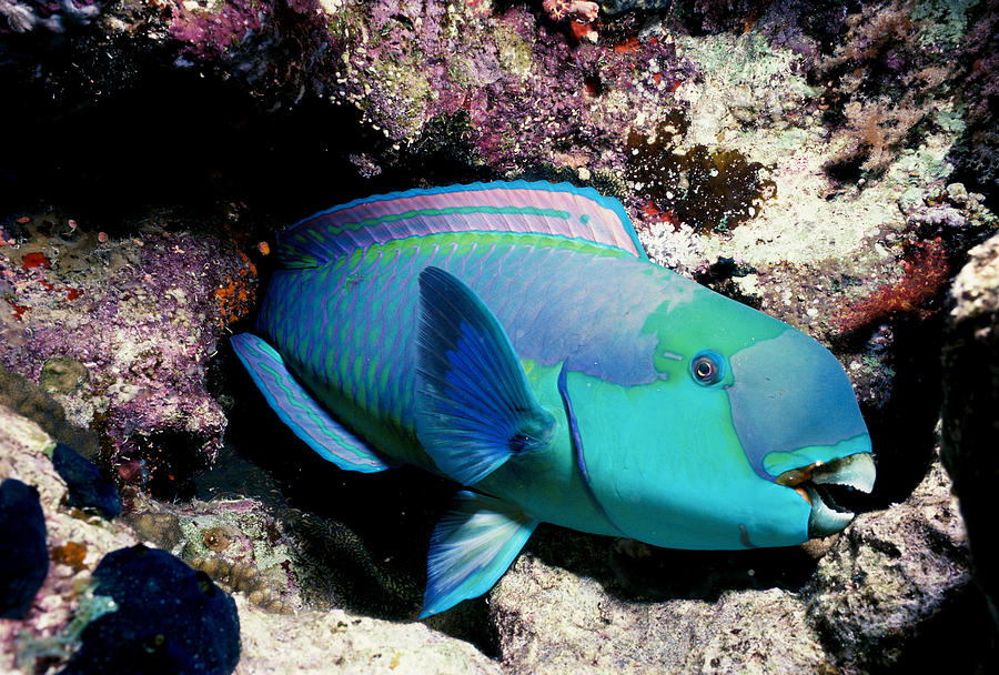 Sleeping Steepheaded Parrotfish Photograph by Jeff Rotman