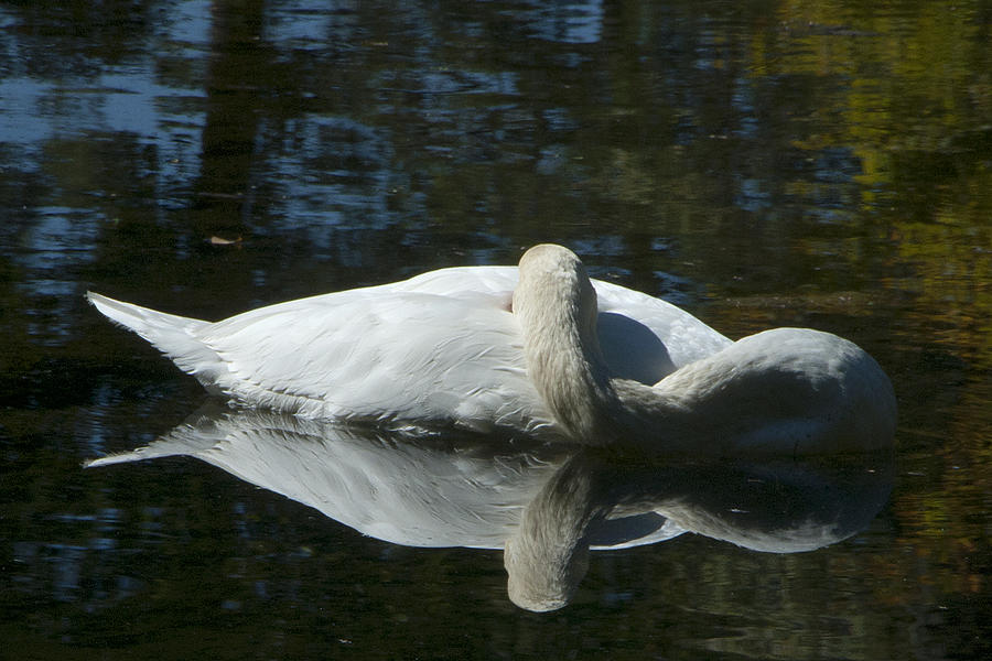 Sleeping Swan Photograph by Carol Erikson