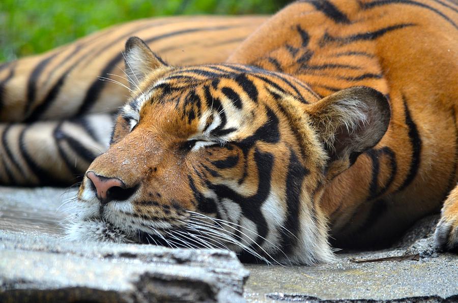 Sleeping Tiger Photograph by Richard Bryce and Family