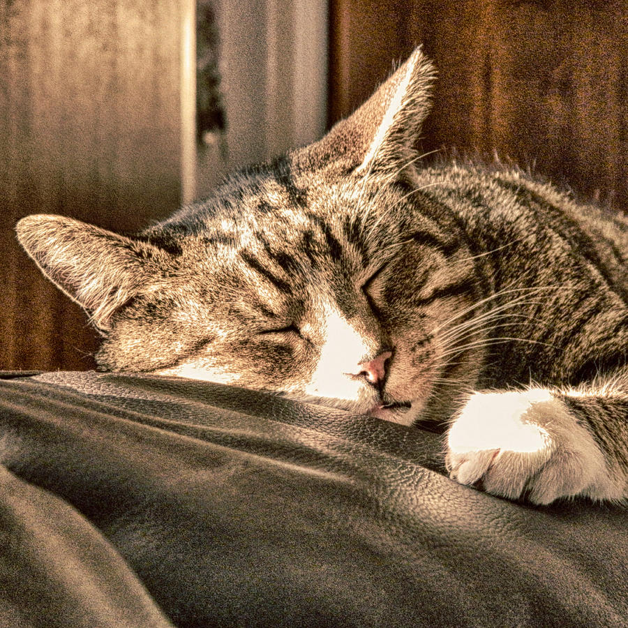 Cat Photograph - Sleeping Tigers by Sharon Lisa Clarke