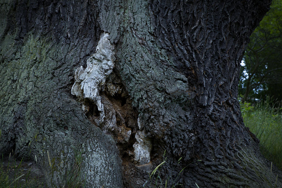 Sleeping tree spirit - available for licensing Photograph by Ulrich Kunst And Bettina Scheidulin