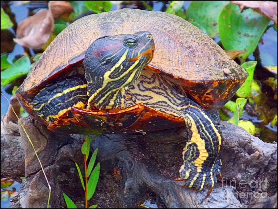 Sleeping Turtle Photograph by Annette Allman - Fine Art America