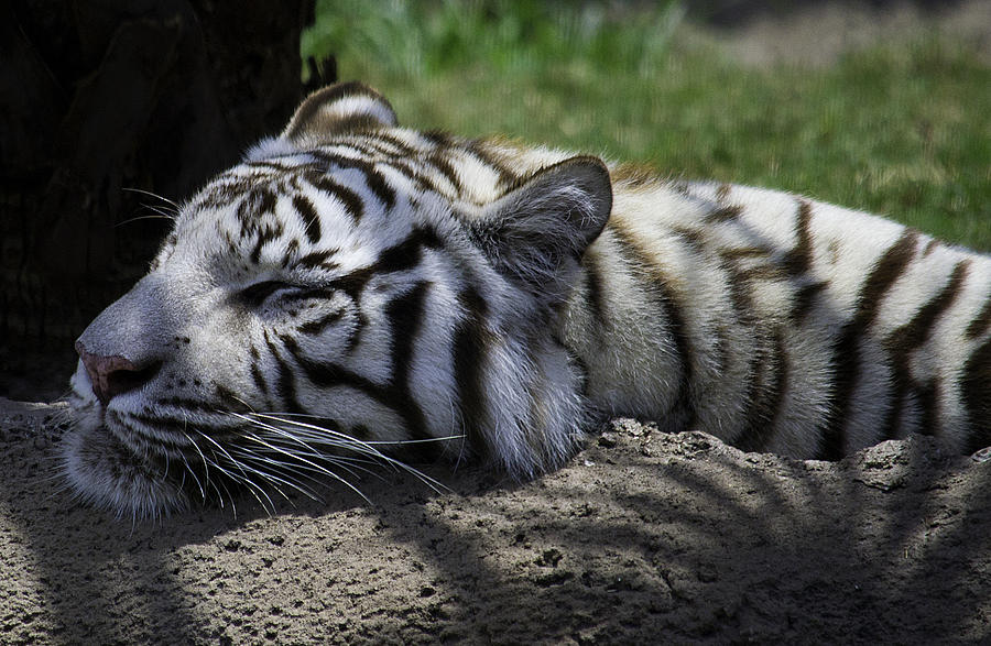 Sleeping White Tiger Photograph by Jay Droggitis