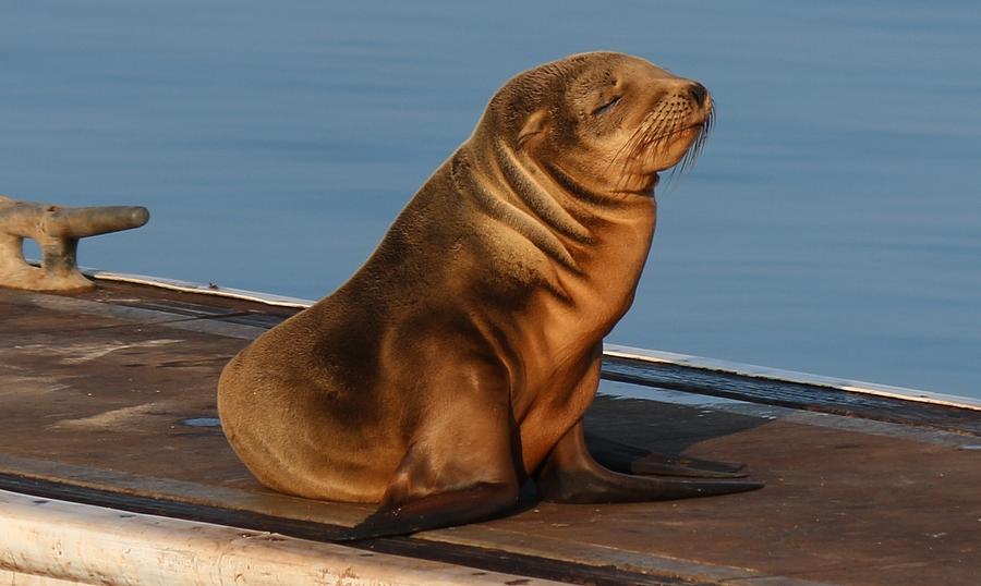 Sleeping Wild Sea Lion Pup  Photograph by Christy Pooschke