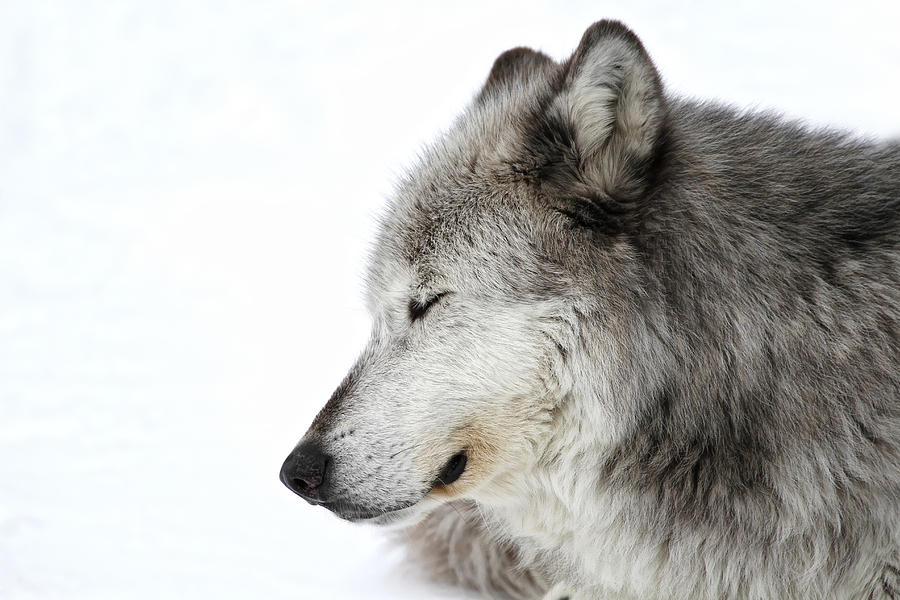 Wolves Photograph - Sleeping Winter Wolf by Athena Mckinzie