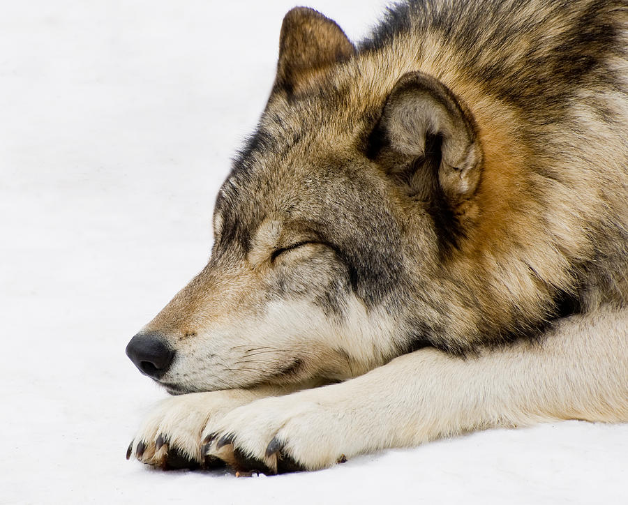 Sleeping Wolf Photograph by Gary Slawsky