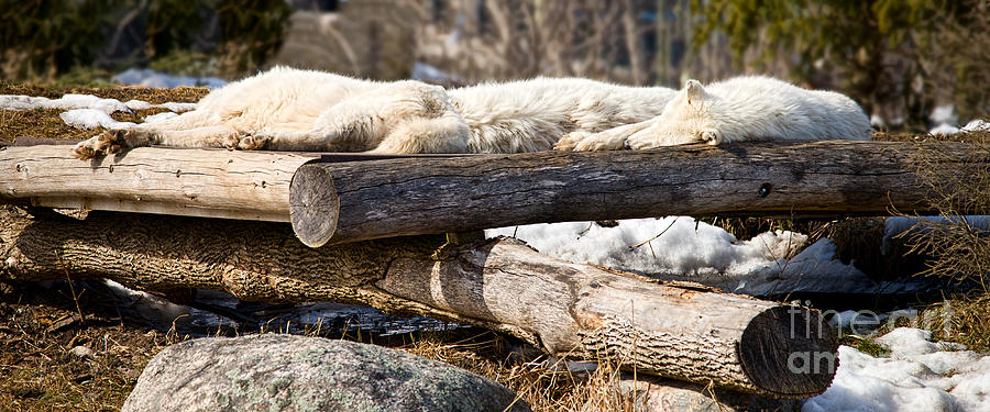 Sleeping wolves on logs - like logs Photograph by Les Palenik