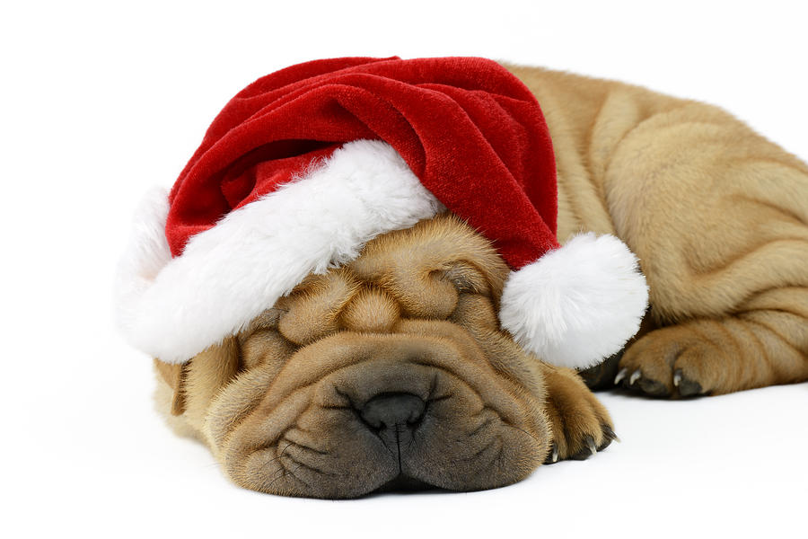 Christmas Photograph - Sleeping Xmas Pup by MGL Meiklejohn Graphics Licensing