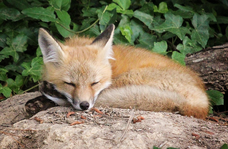 Sleeping Young Fox Photograph by Stacy Abbott