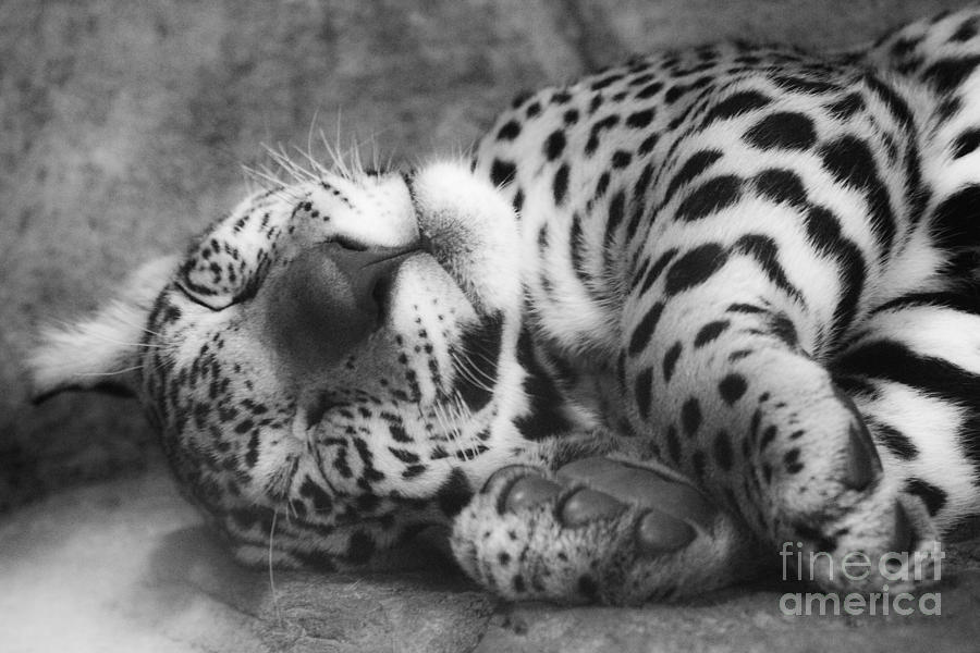 Sleepy Baby Photograph by Sonya Lang