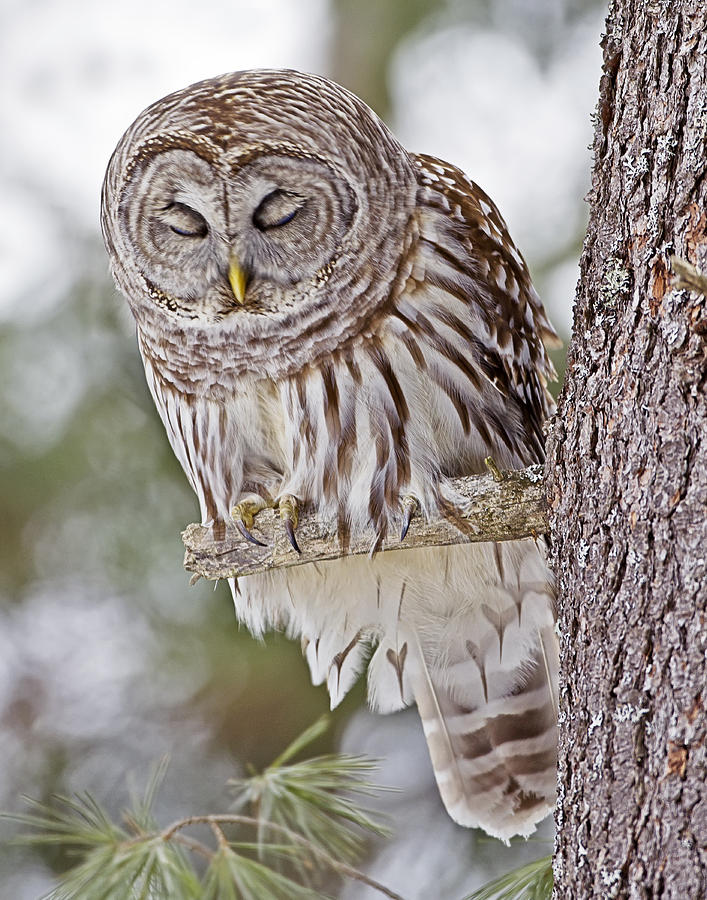 Sleepy Barred Owl Photograph by John Vose