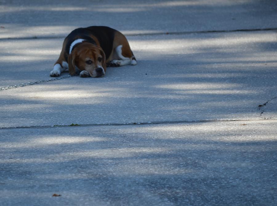 Sleepy Beagle Photograph