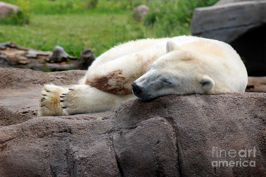 Sleepy Bear Photograph by Karen Adams