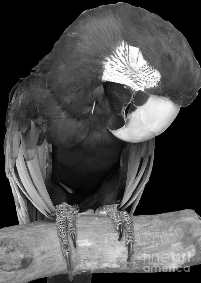 Sleepy Bird  There is a Nap for That B and W Photograph by Barbie Corbett-Newmin