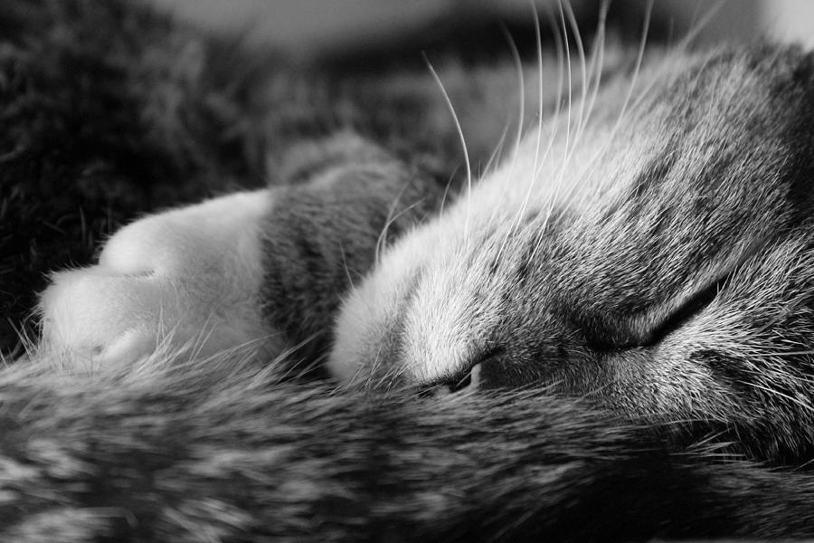 Sleepy Cat Photograph by Catie Canetti