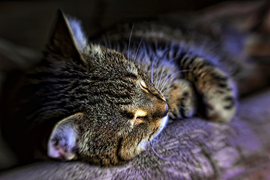 Sleepy Cat Photograph by Dan McManus