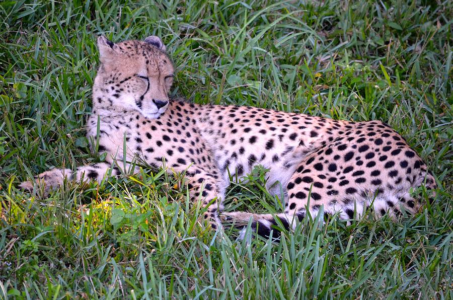 Jacksonville Photograph - Sleepy Cheetah by Richard Bryce and Family