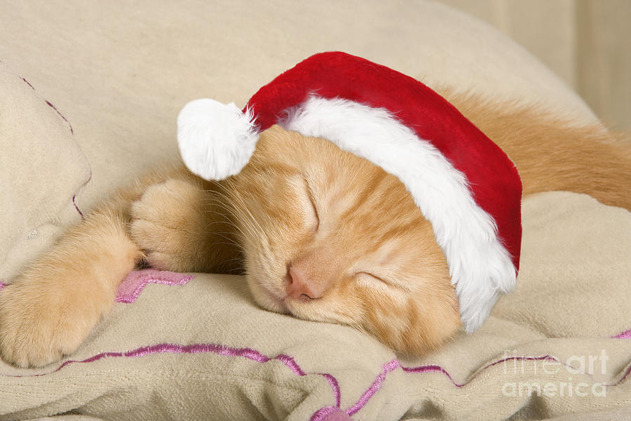 Sleepy Christmas Kitten Photograph by Jean-Michel Labat