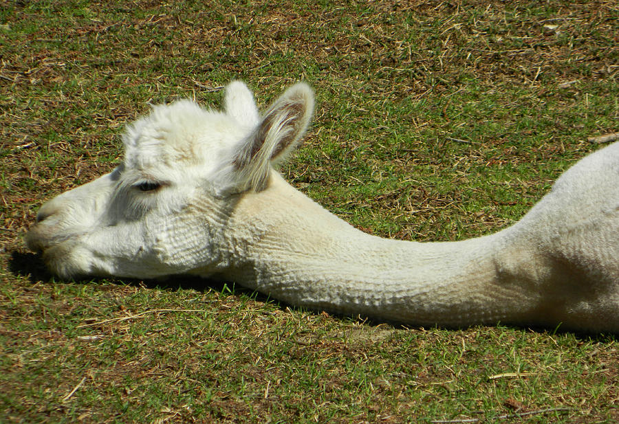 Alpaca Photograph - Sleepy Cirrus The Alpaca  by Emmy Marie Vickers