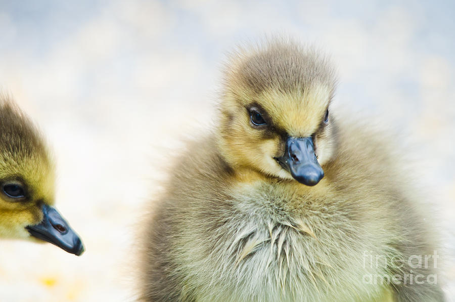 Sleepy Cutie Photograph by Cheryl Baxter